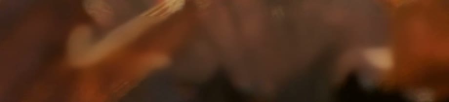 100% crop of a caption removed from a background of fallen leaves